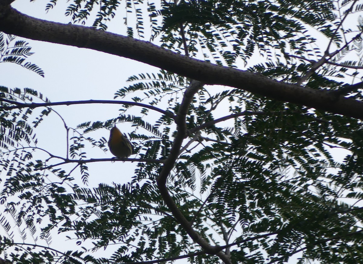Blackburnian Warbler - ML645761237