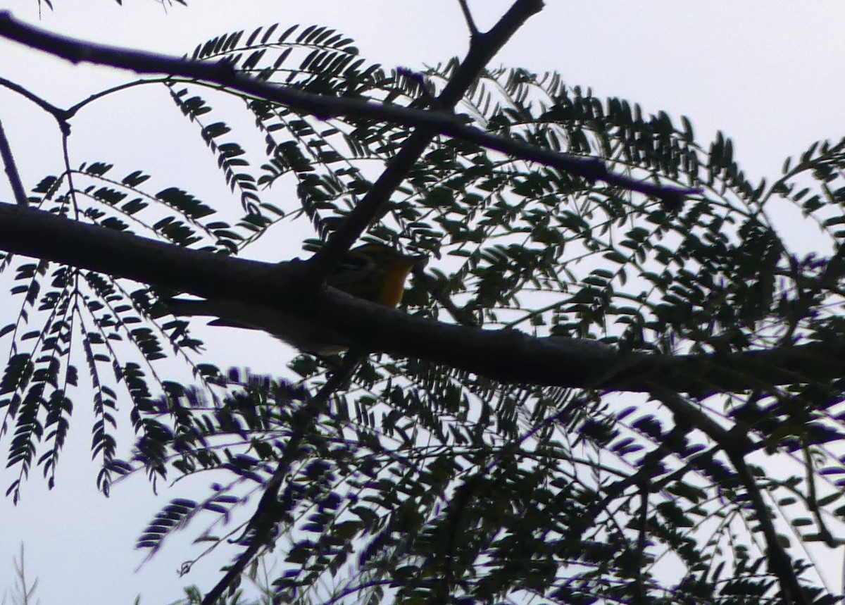Blackburnian Warbler - ML645761243