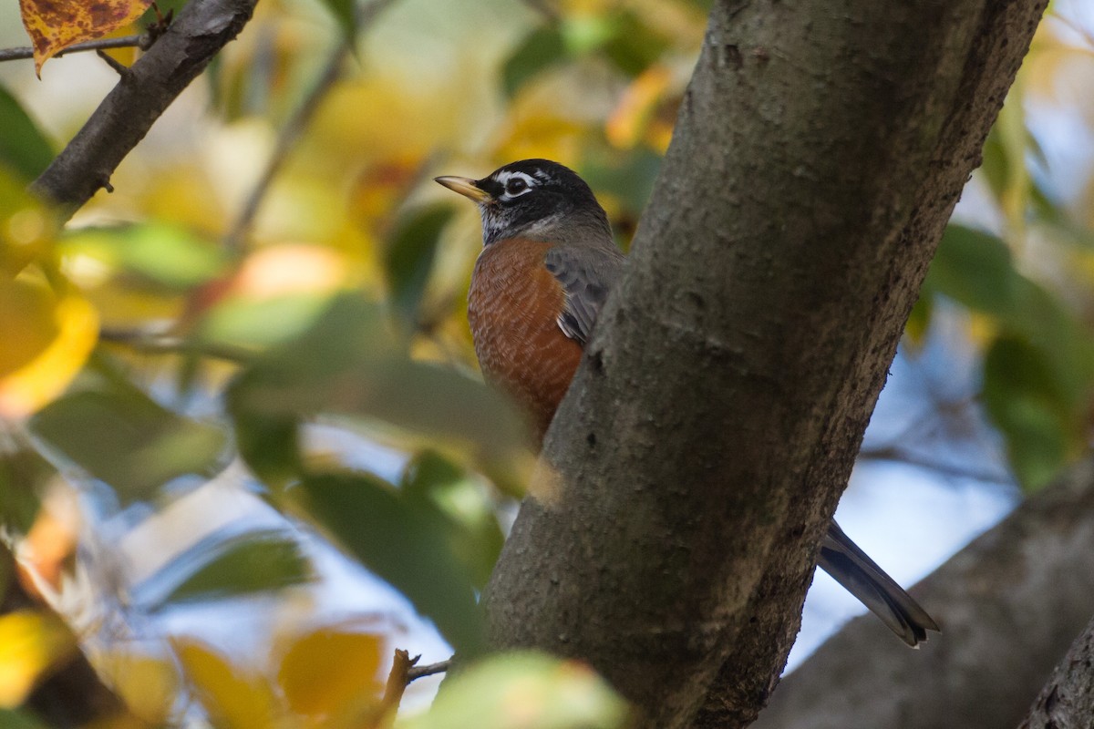 American Robin - ML645761244