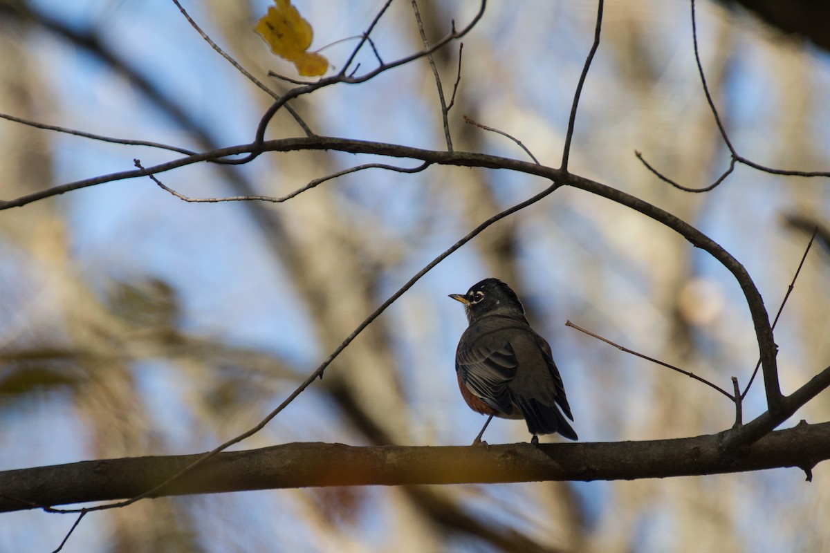 American Robin - ML645761245
