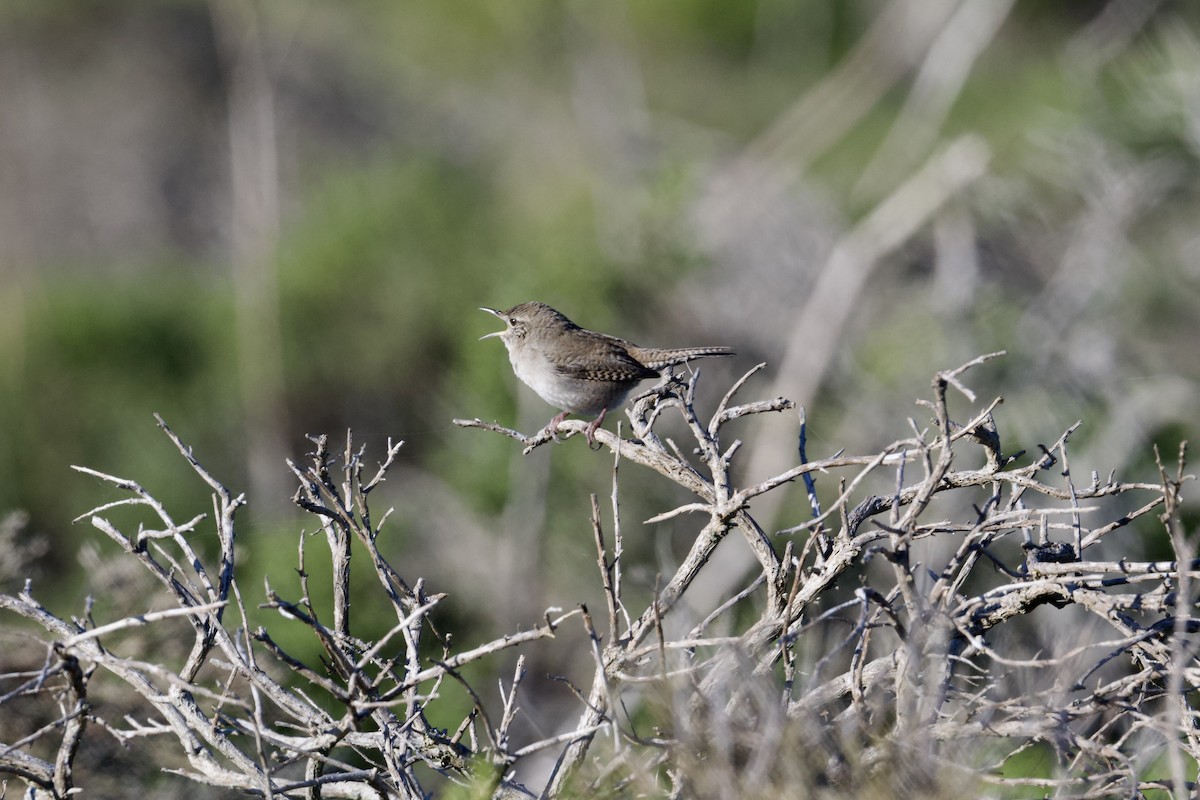 Northern House Wren (Northern) - ML645761266