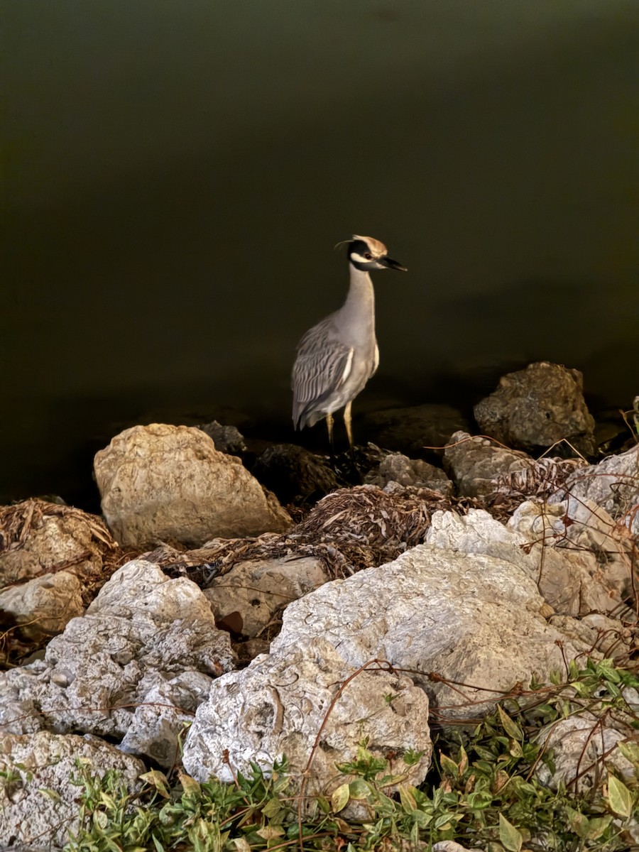 Yellow-crowned Night Heron - ML645761269