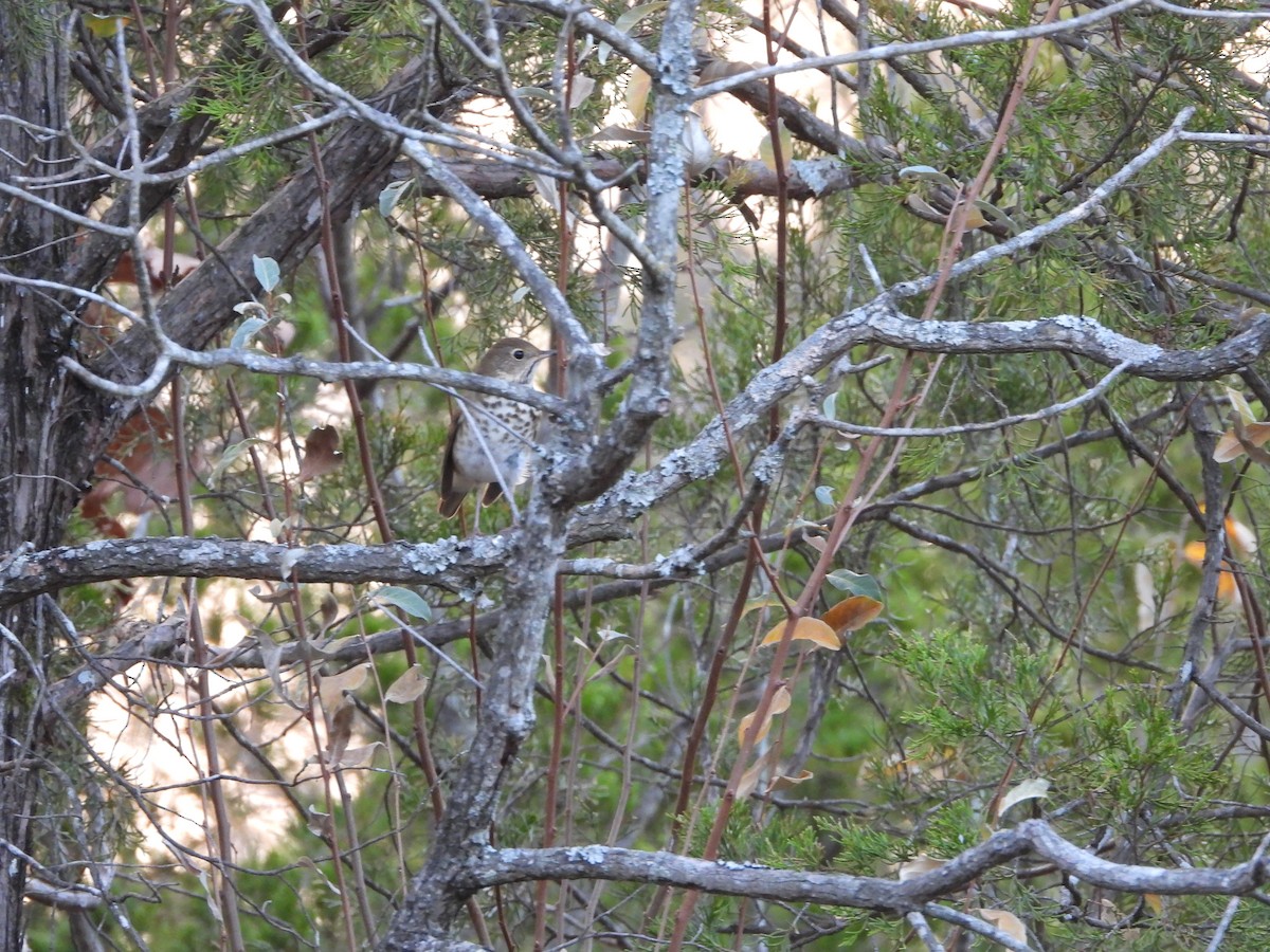 Дрізд-короткодзьоб плямистоволий - ML645761279