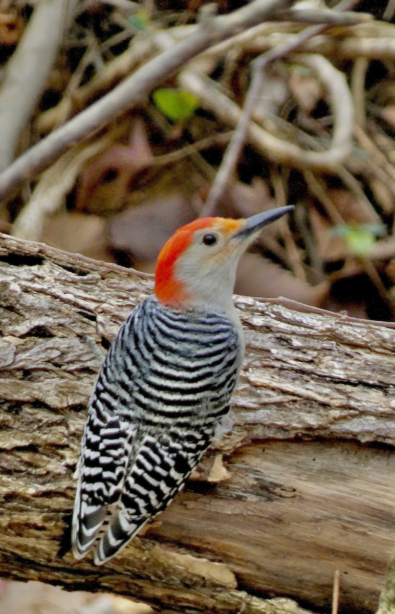 Carpintero de Carolina - ML645761280