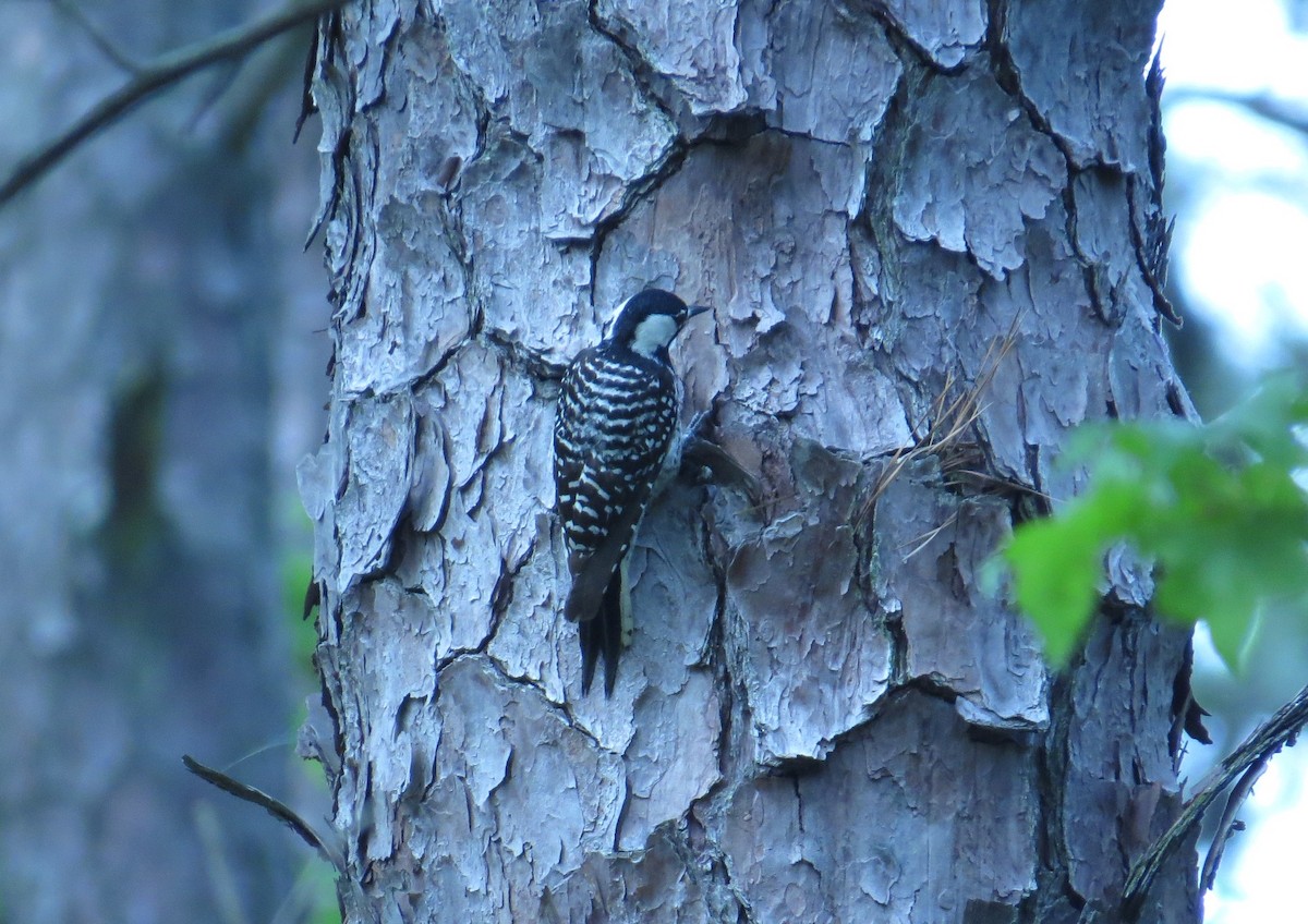 Red-cockaded Woodpecker - ML645761292
