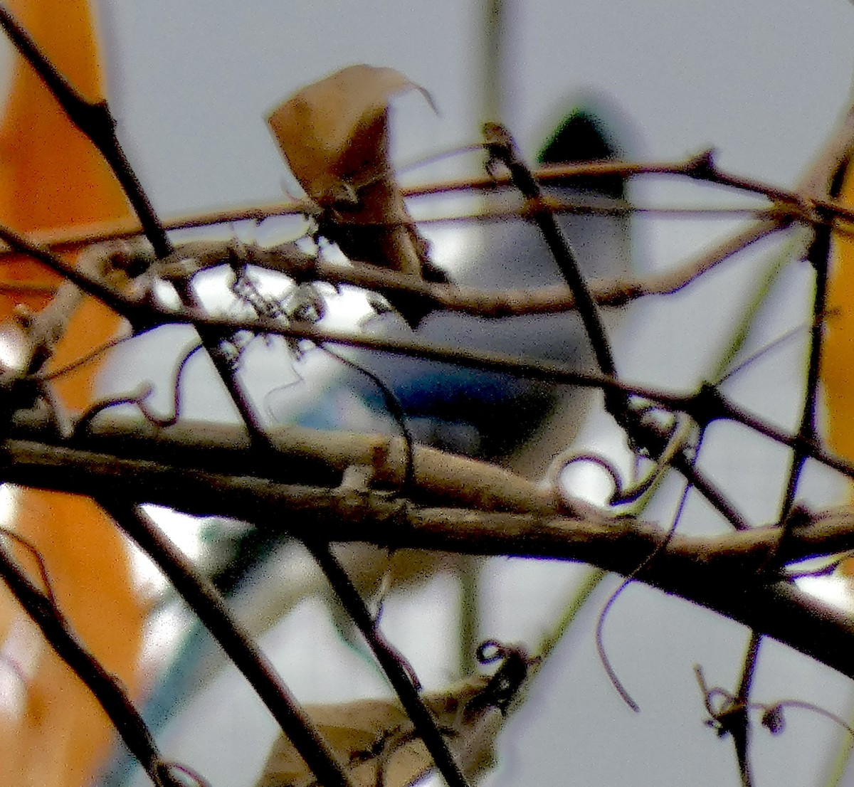 Blue Jay - ML645761293