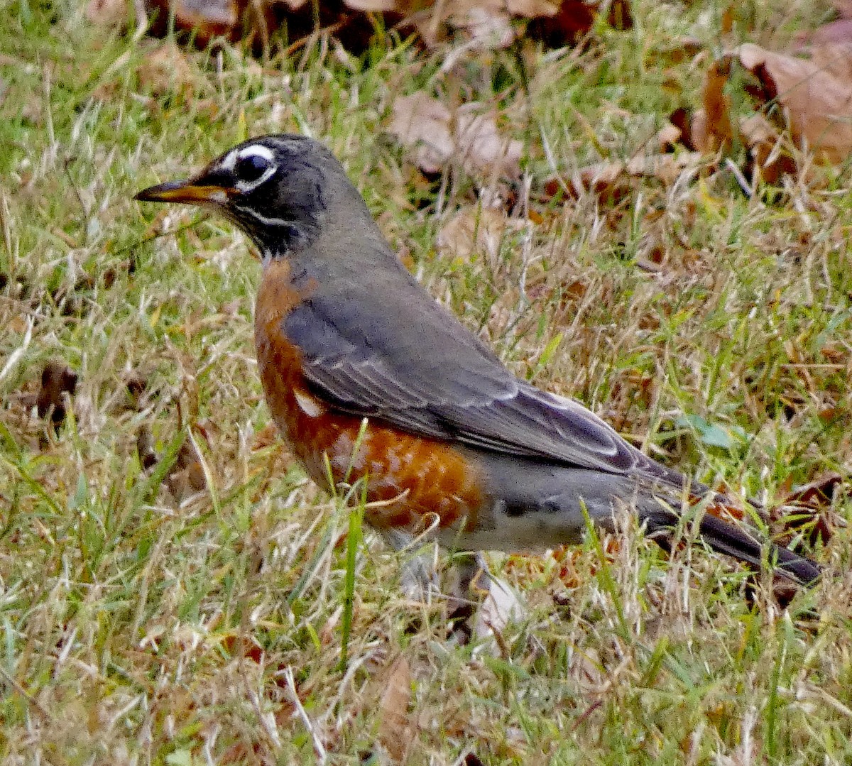 American Robin - ML645761316