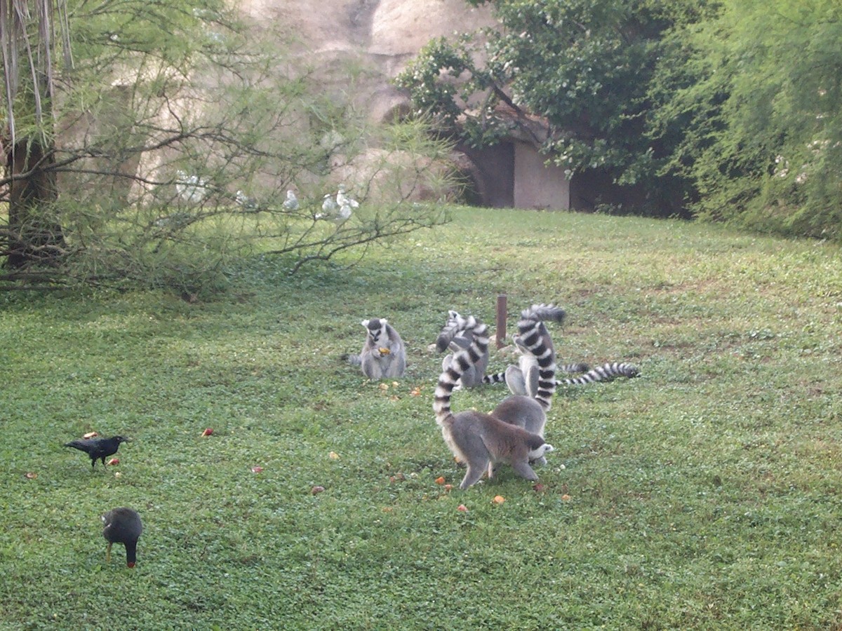 סופית אמריקנית - ML645761331