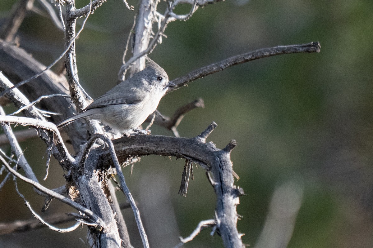 Juniper Titmouse - ML645761335