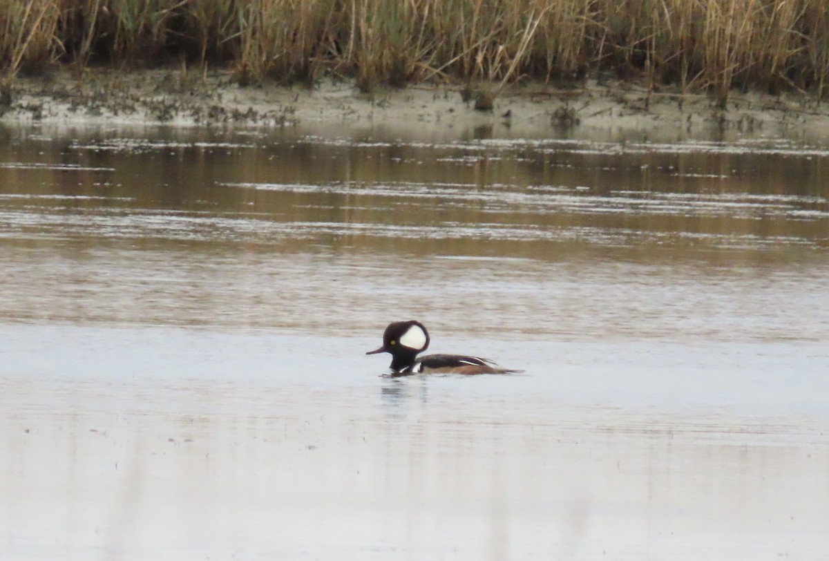Hooded Merganser - ML645761339