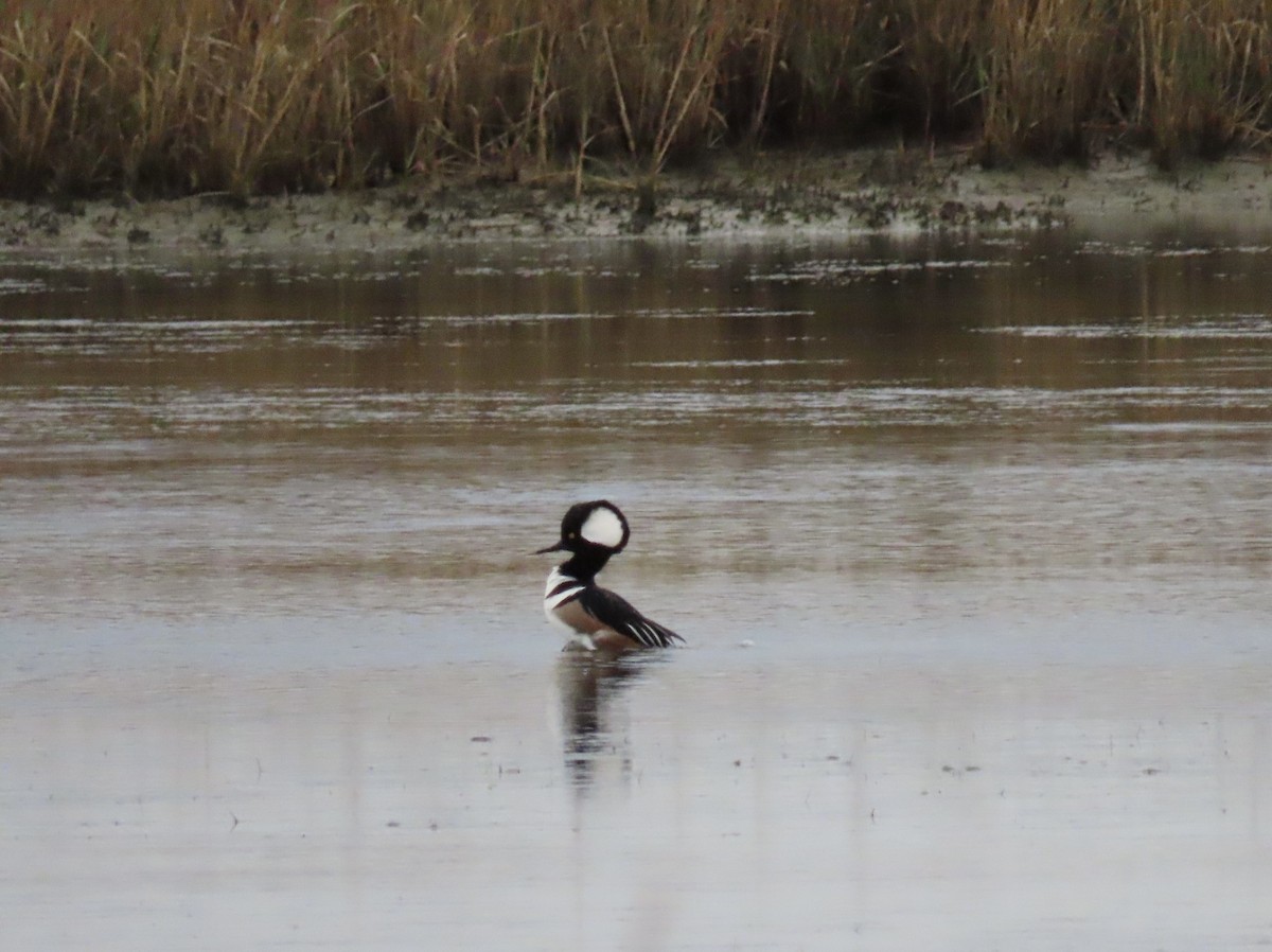 Hooded Merganser - ML645761340