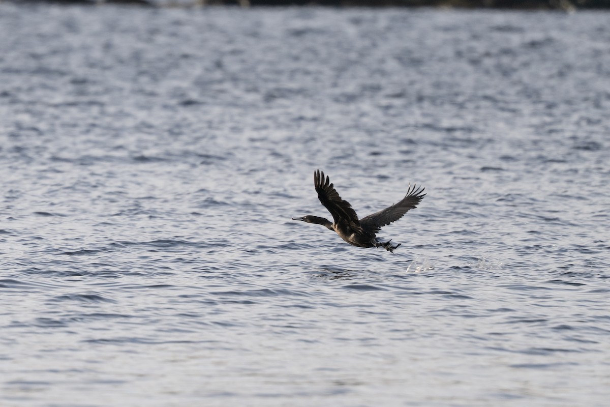 Brandt's Cormorant - ML645761346