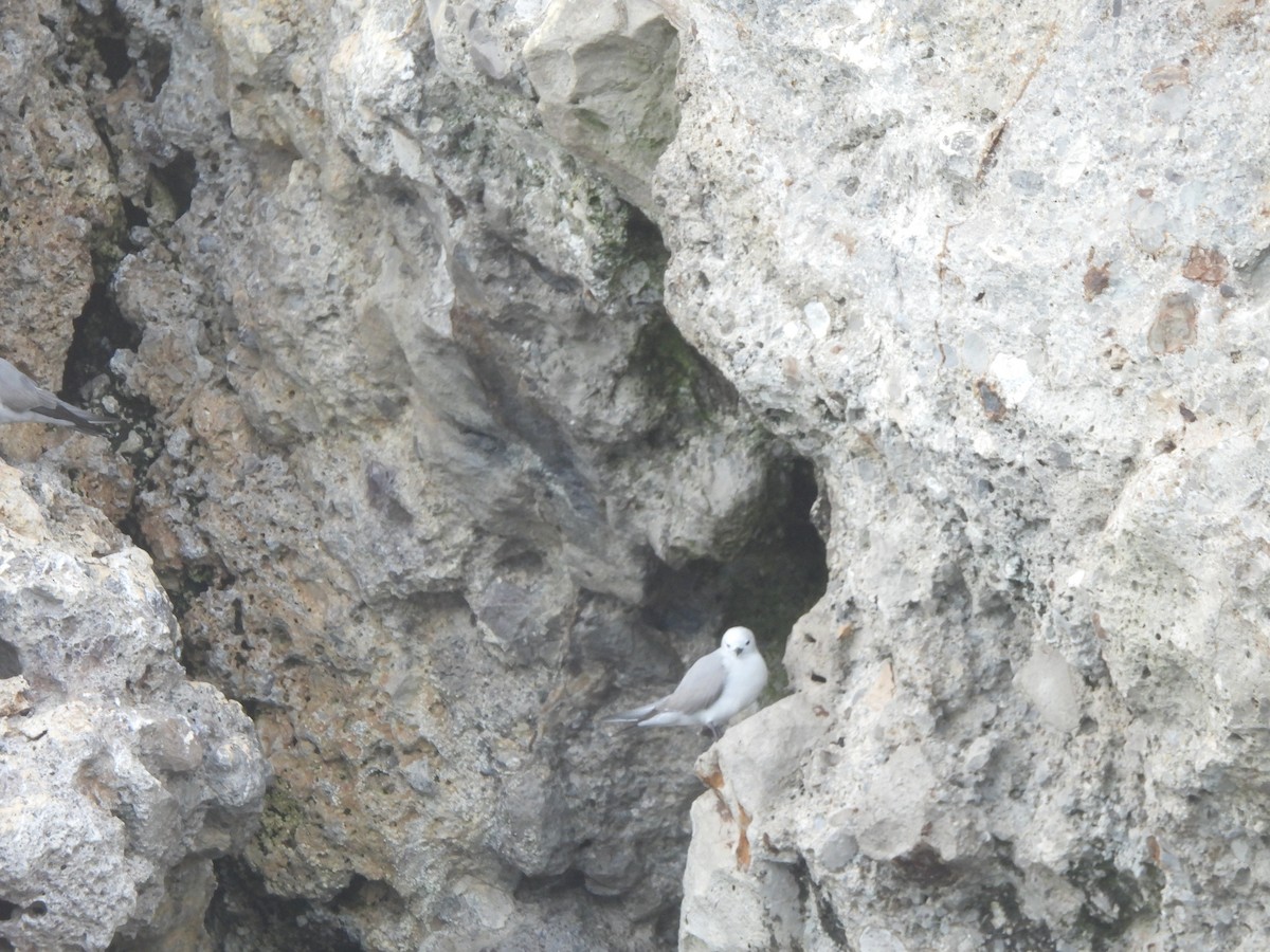 Nodi hauskara - ML645761347