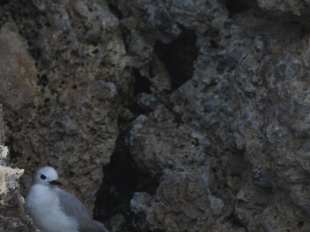 Nodi hauskara - ML645761348