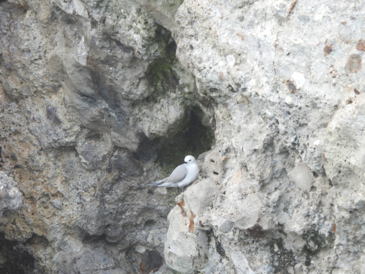 Nodi hauskara - ML645761349