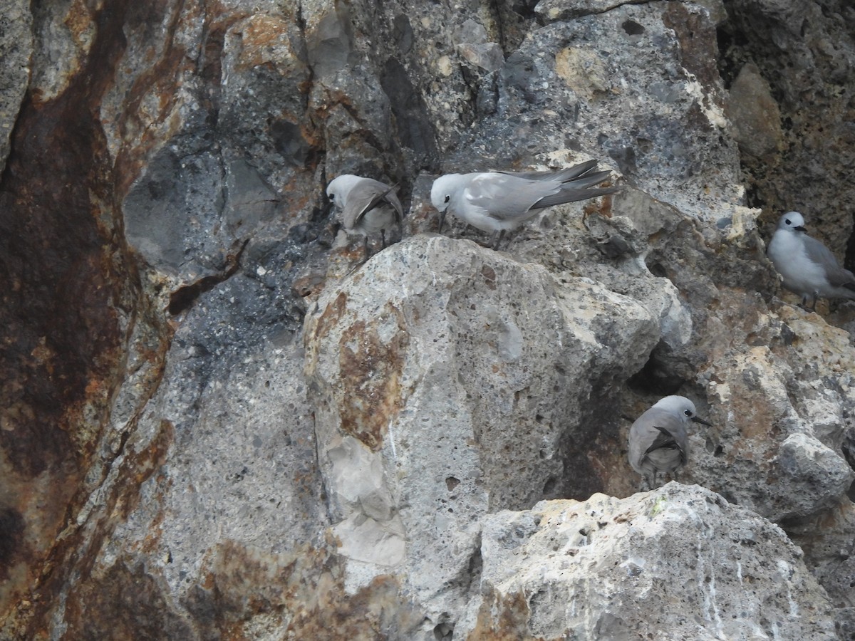 Nodi hauskara - ML645761350