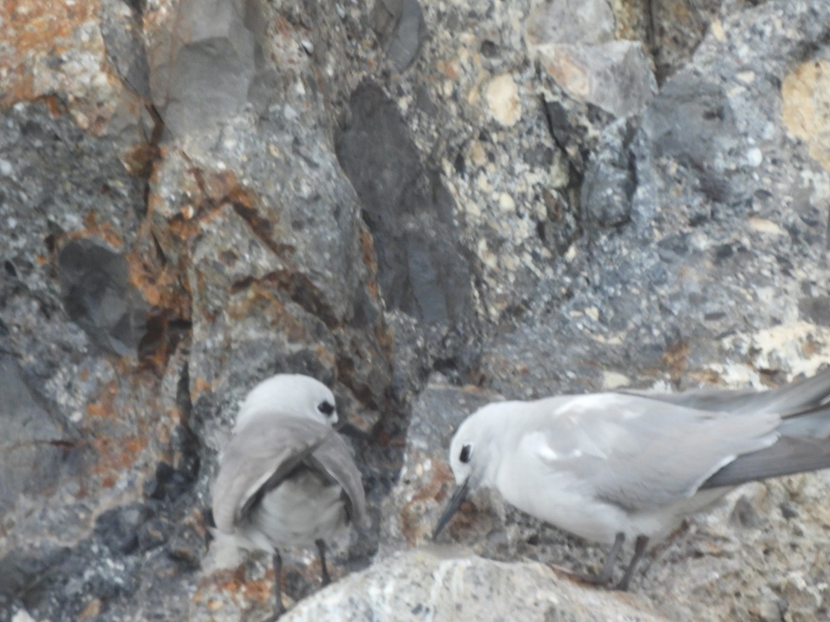 Nodi hauskara - ML645761351