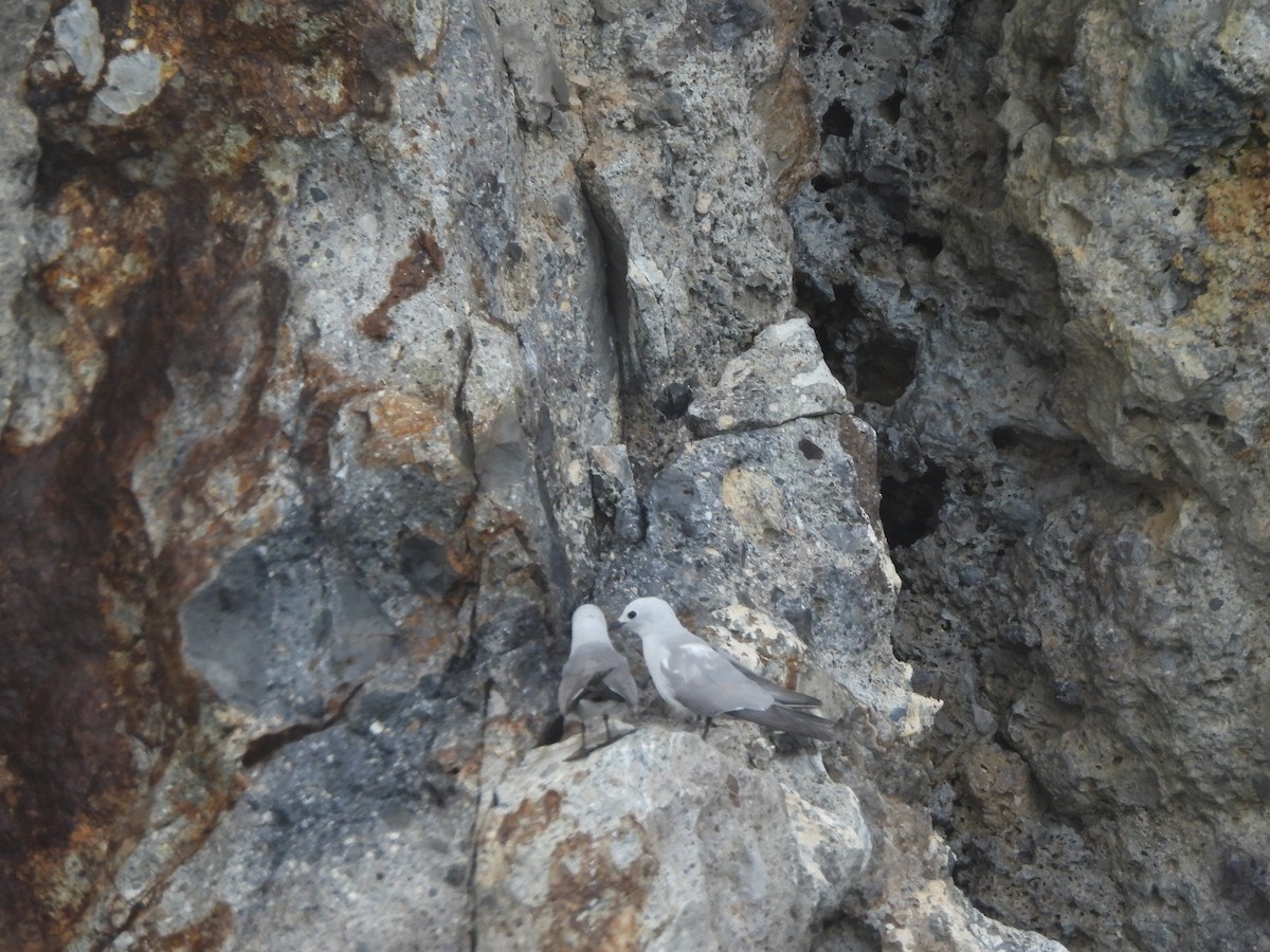 Nodi hauskara - ML645761352