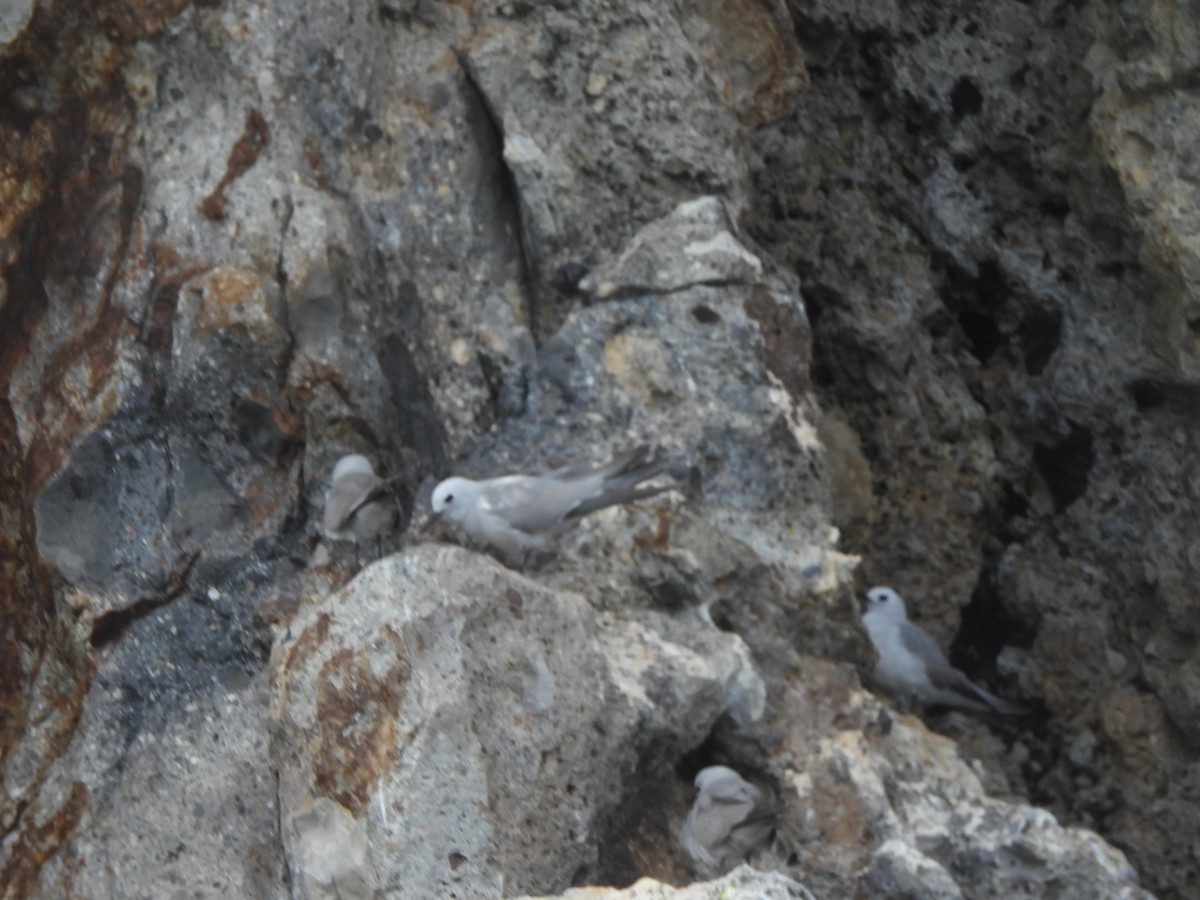 Nodi hauskara - ML645761353