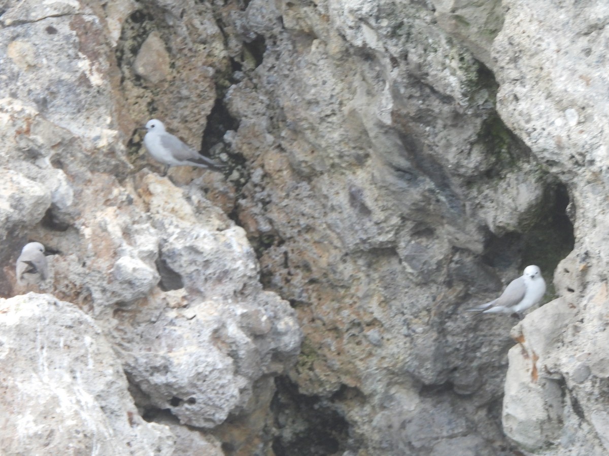 Nodi hauskara - ML645761355