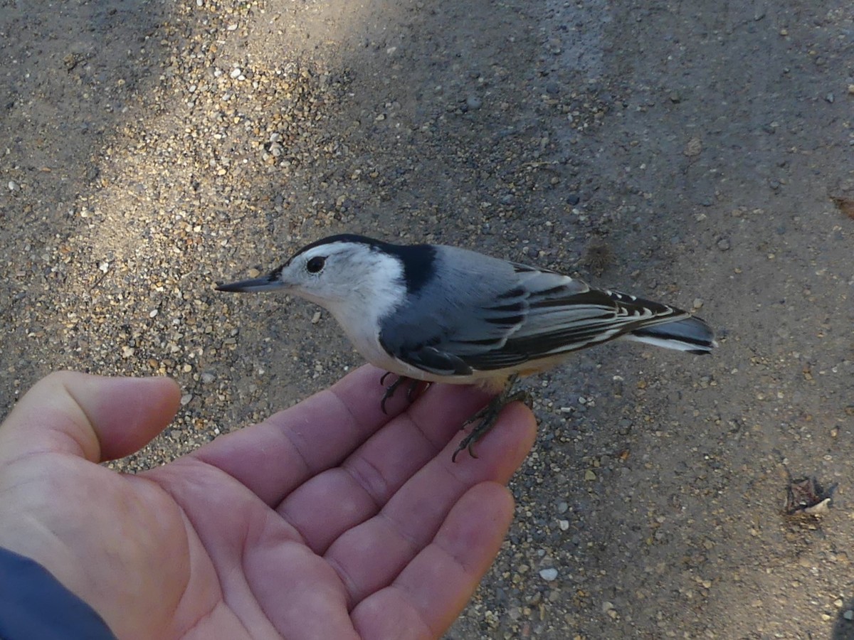 White-breasted Nuthatch - ML645761359