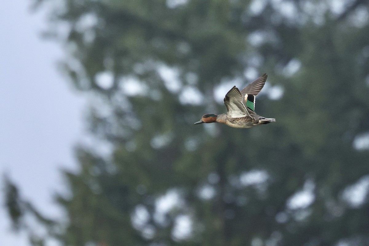 Green-winged Teal (American) - ML645761360