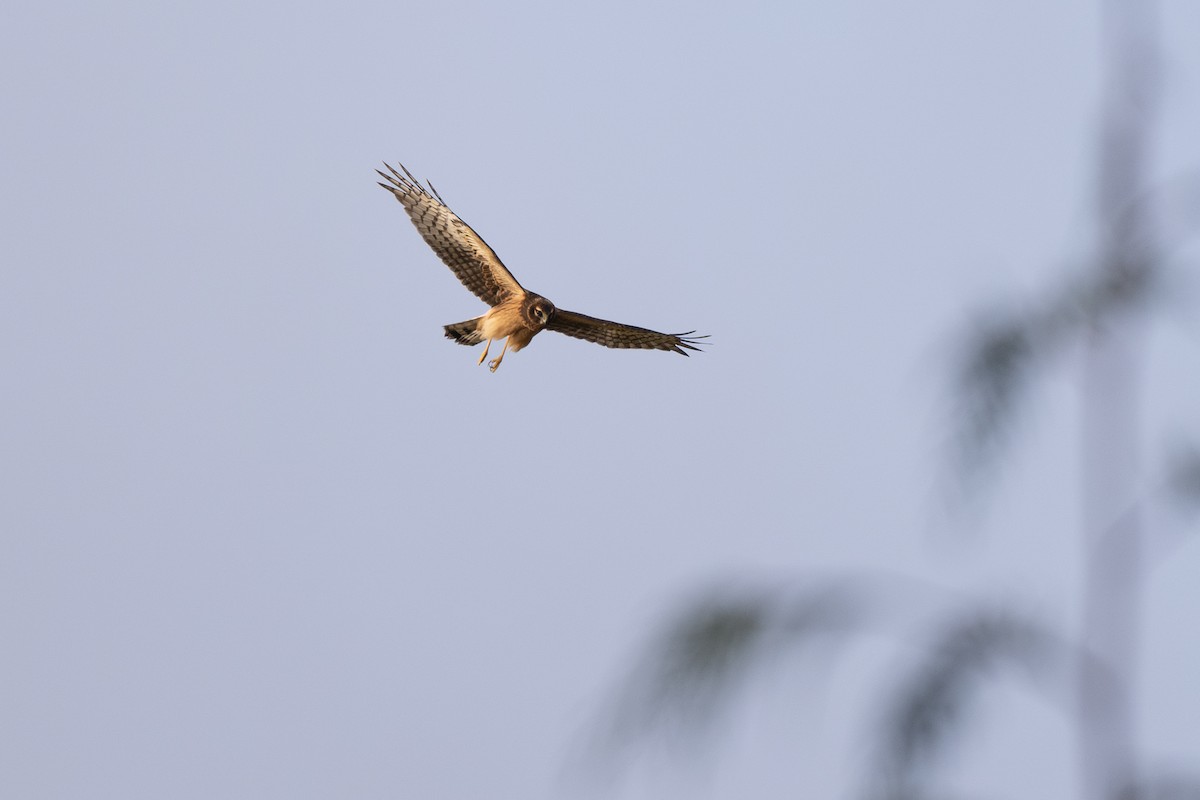 Northern Harrier - ML645761379