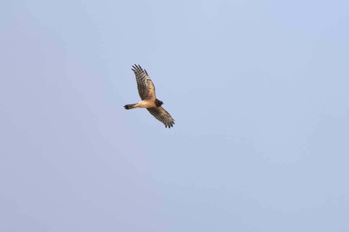 Northern Harrier - ML645761380