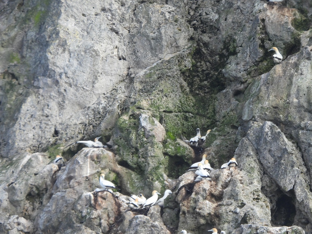 Australasian Gannet - ML645761388