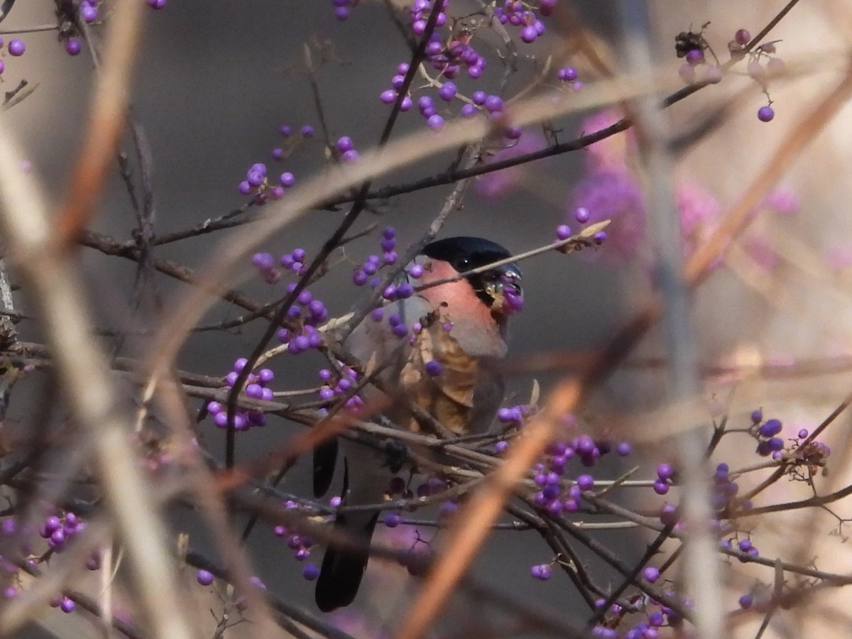 dompap - ML645761393