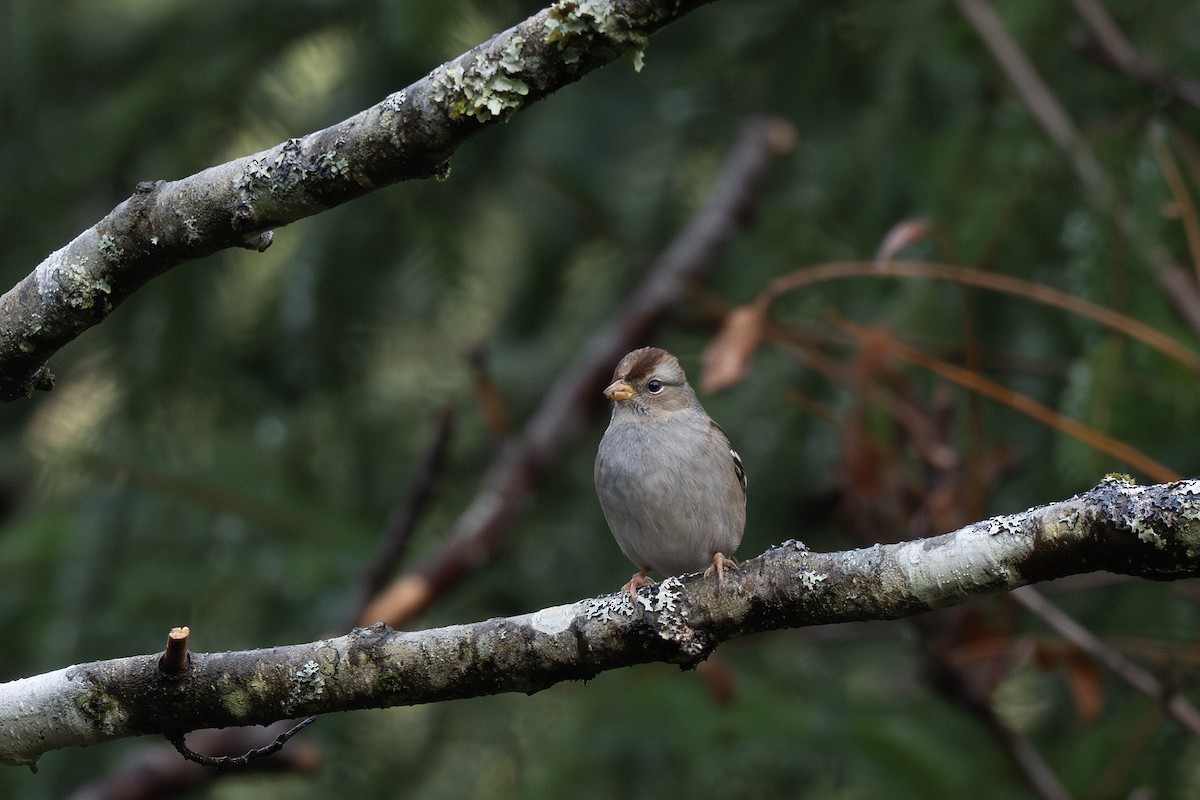 White-crowned Sparrow (Gambel's) - ML645761398
