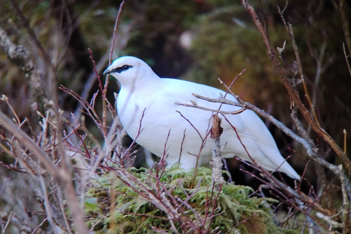 Rock Ptarmigan - ML645761399