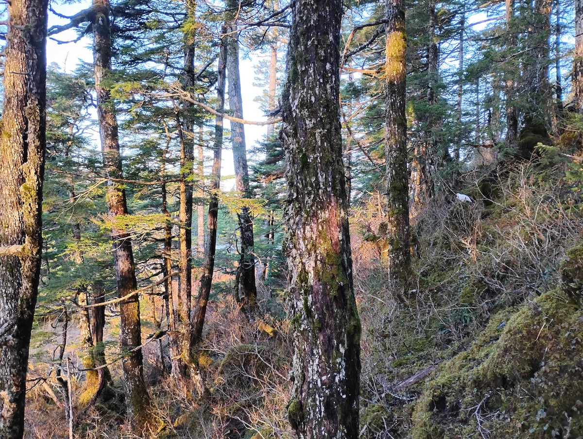 Lagopède alpin - ML645761400