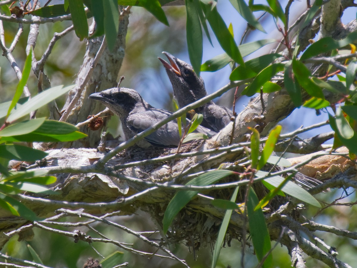 Black-faced Cuckooshrike - ML645761403