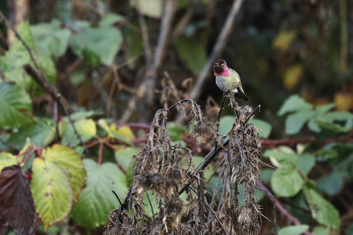 Anna's Hummingbird - ML645761413