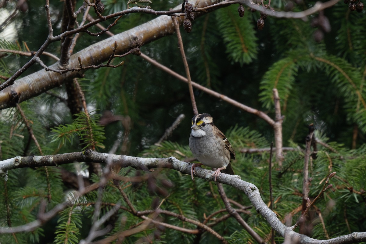 White-throated Sparrow - ML645761419