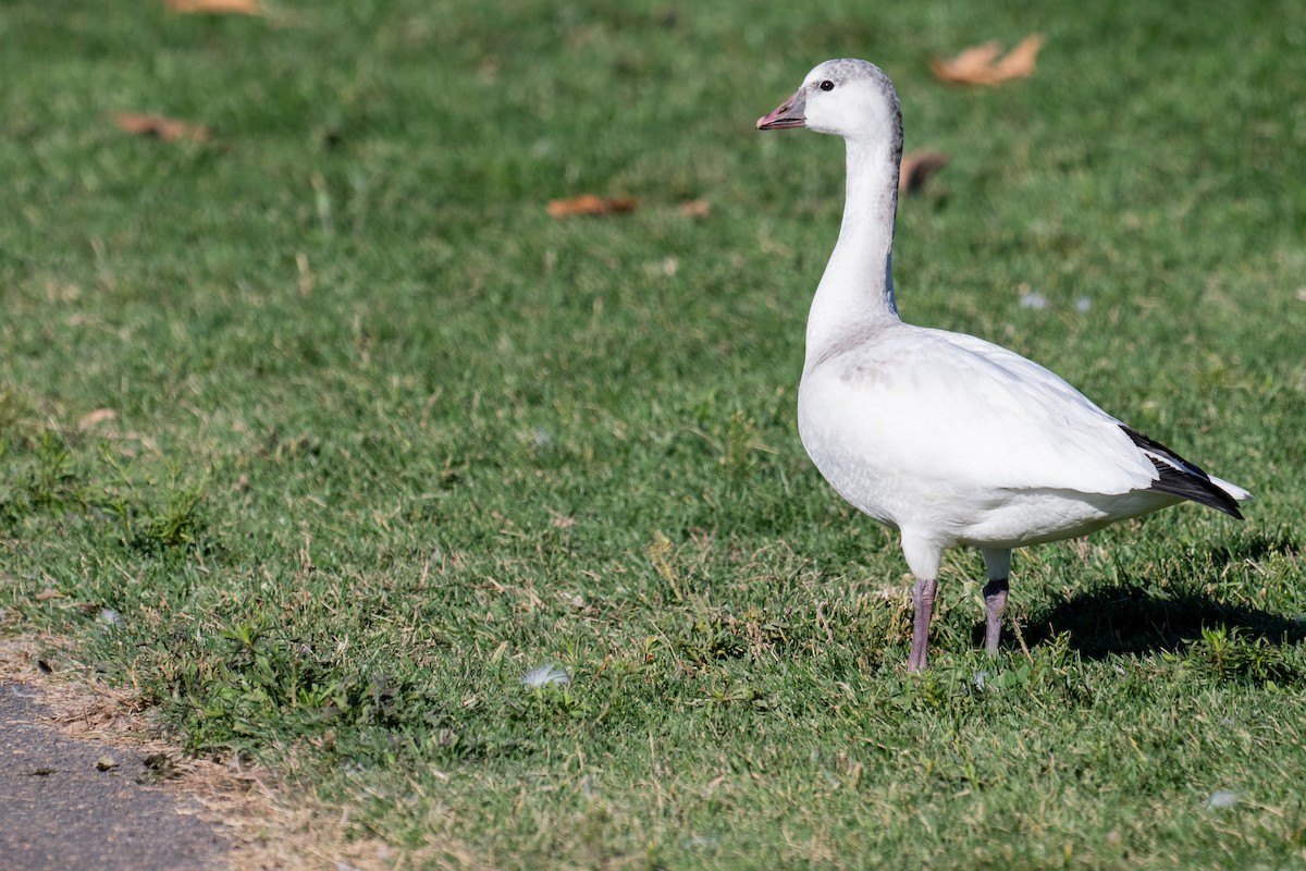 Oie de Ross - ML645761420