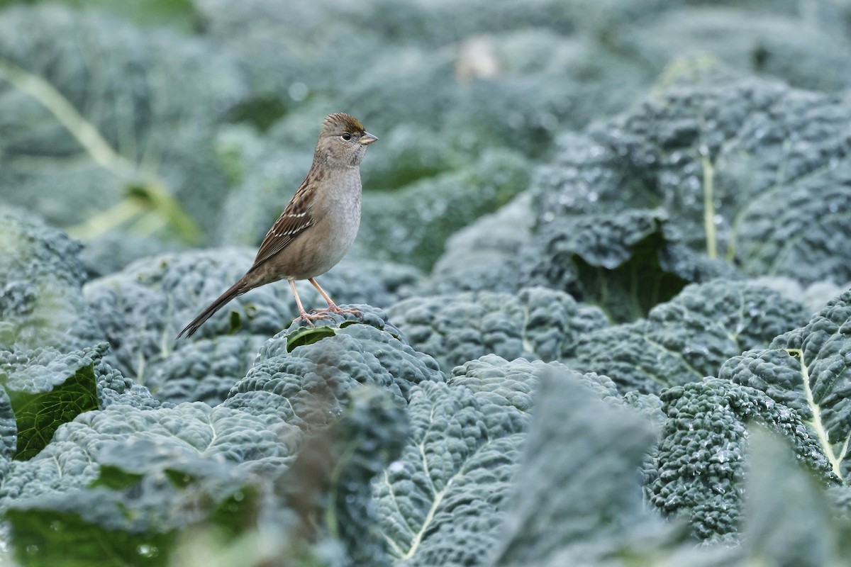 Golden-crowned Sparrow - ML645761426