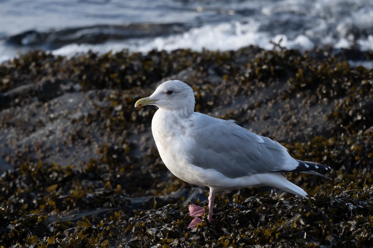Iceland Gull (Thayer's) - ML645761432