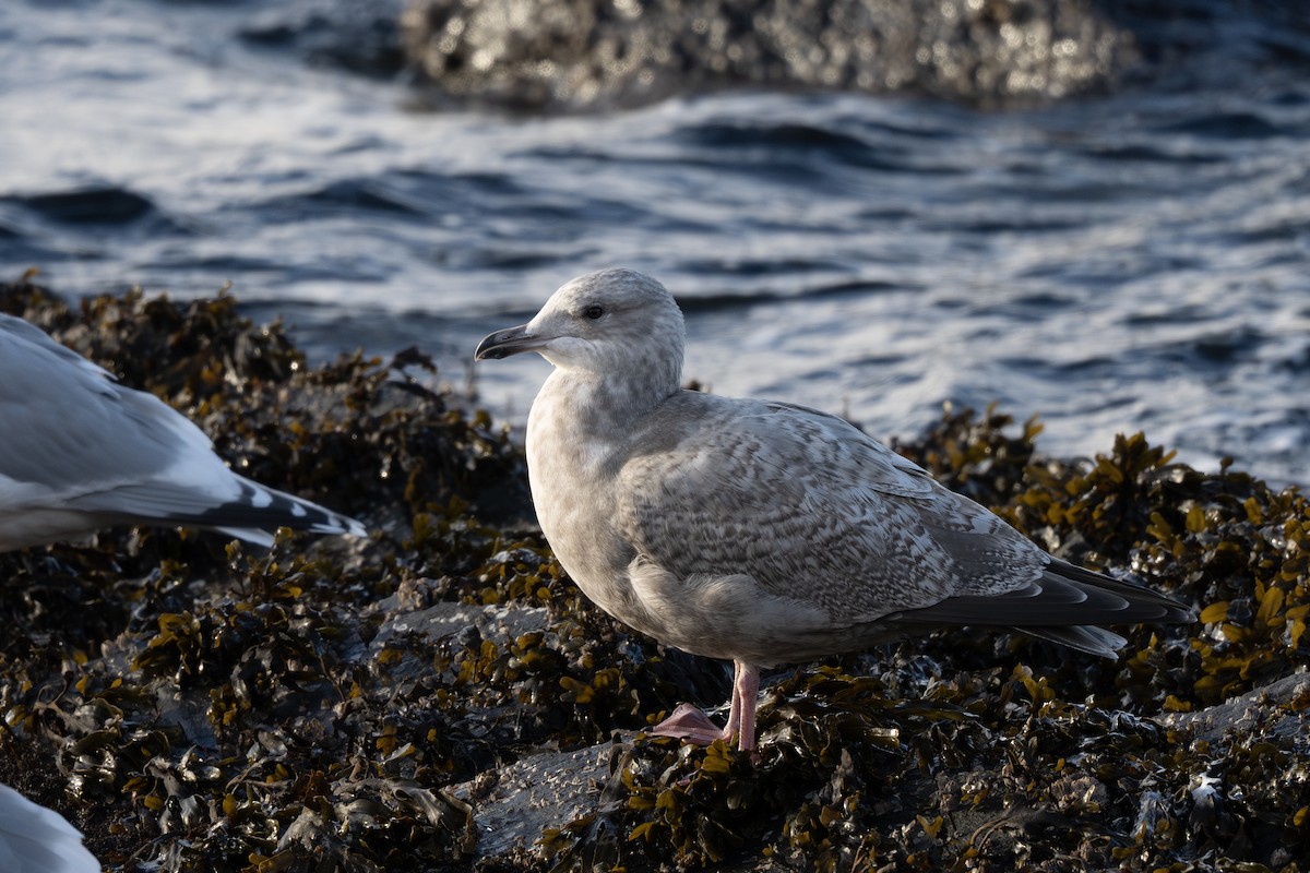Iceland Gull (Thayer's) - ML645761433