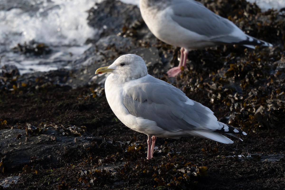 Iceland Gull (Thayer's) - ML645761434