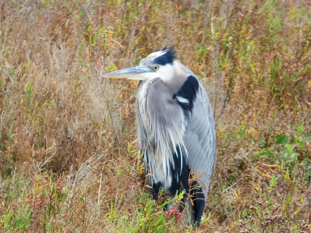 Grand Héron - ML645761435
