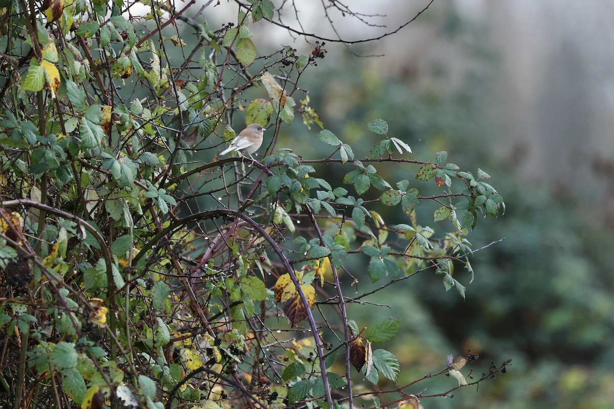 Dark-eyed Junco (Oregon) - ML645761436