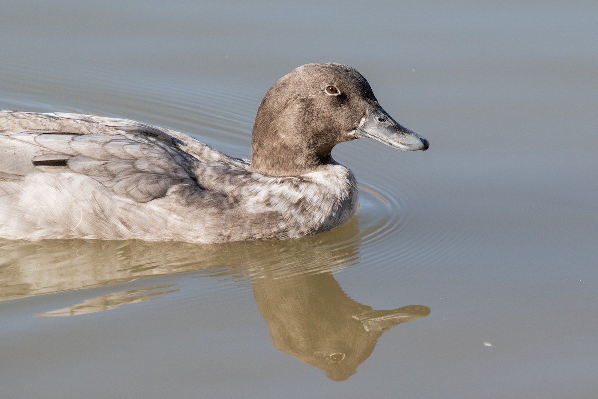 Canard colvert (forme domestique) - ML645761437