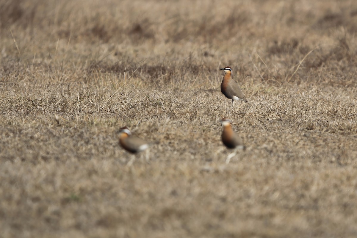 Courvite de Coromandel - ML645761441