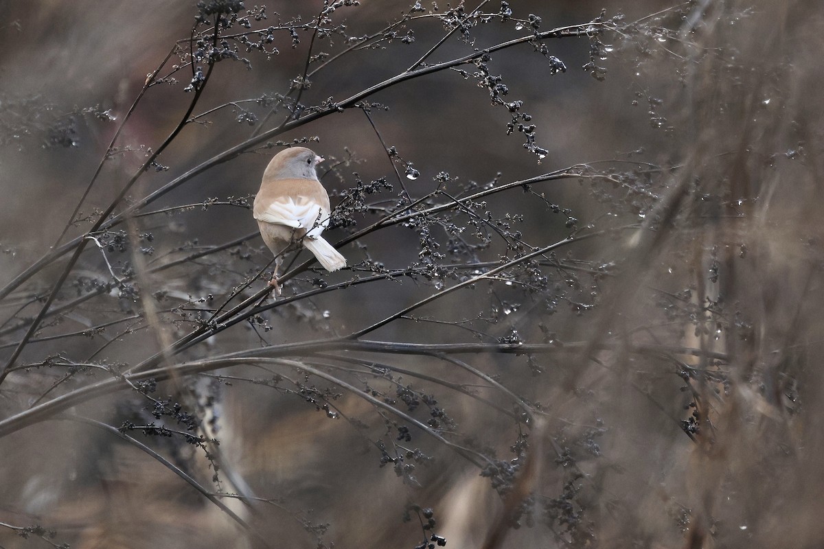 Dark-eyed Junco (Oregon) - ML645761445