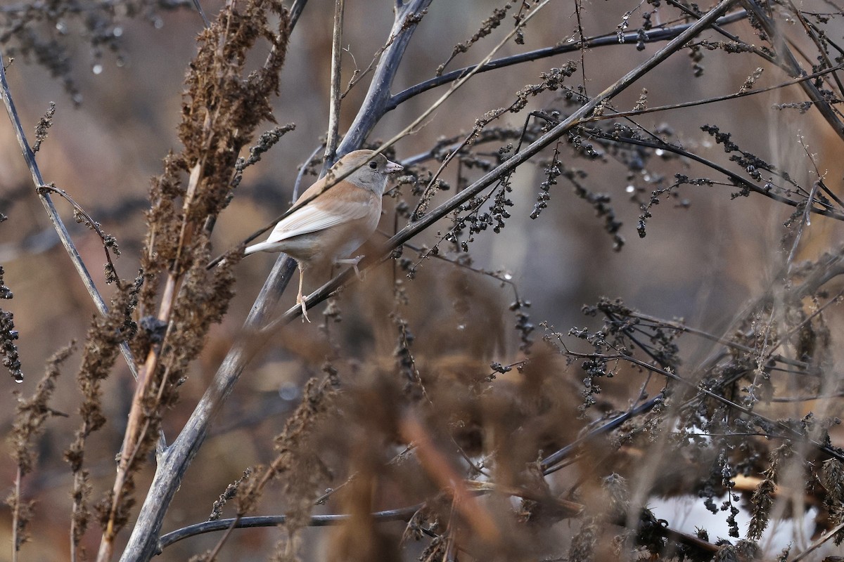 Dark-eyed Junco (Oregon) - ML645761447