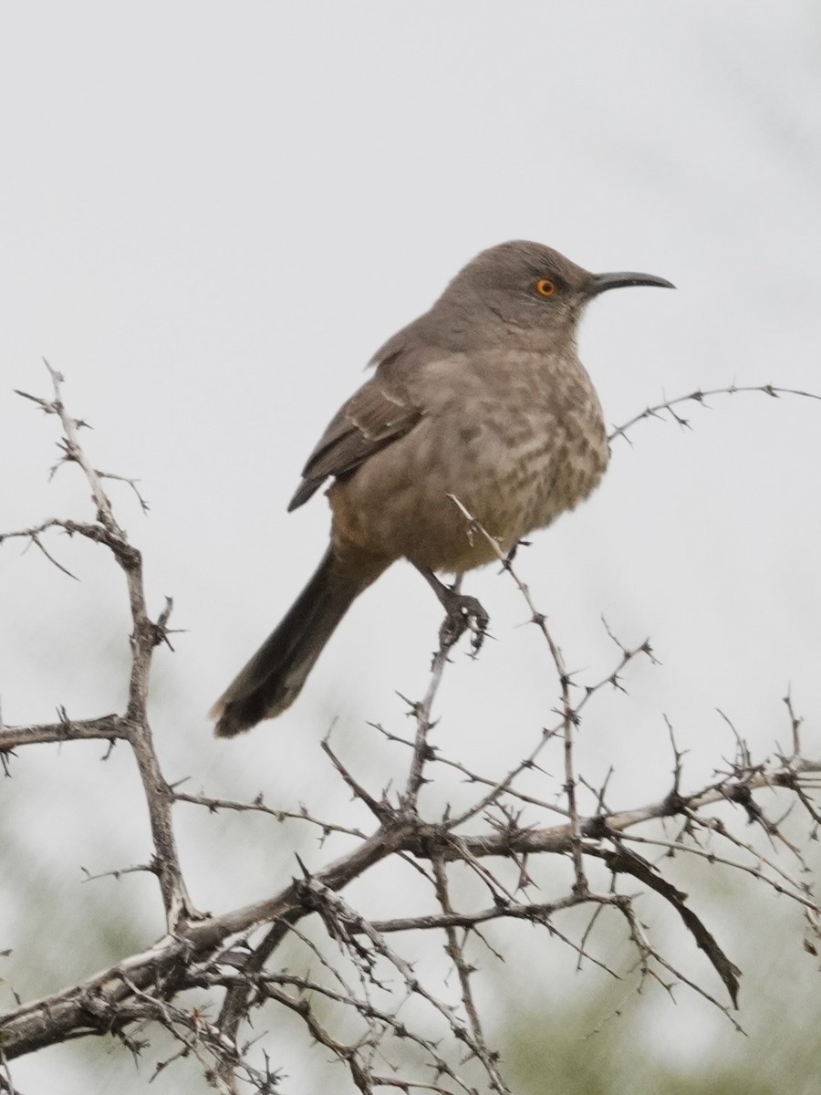 Moqueur à bec courbe - ML645761448