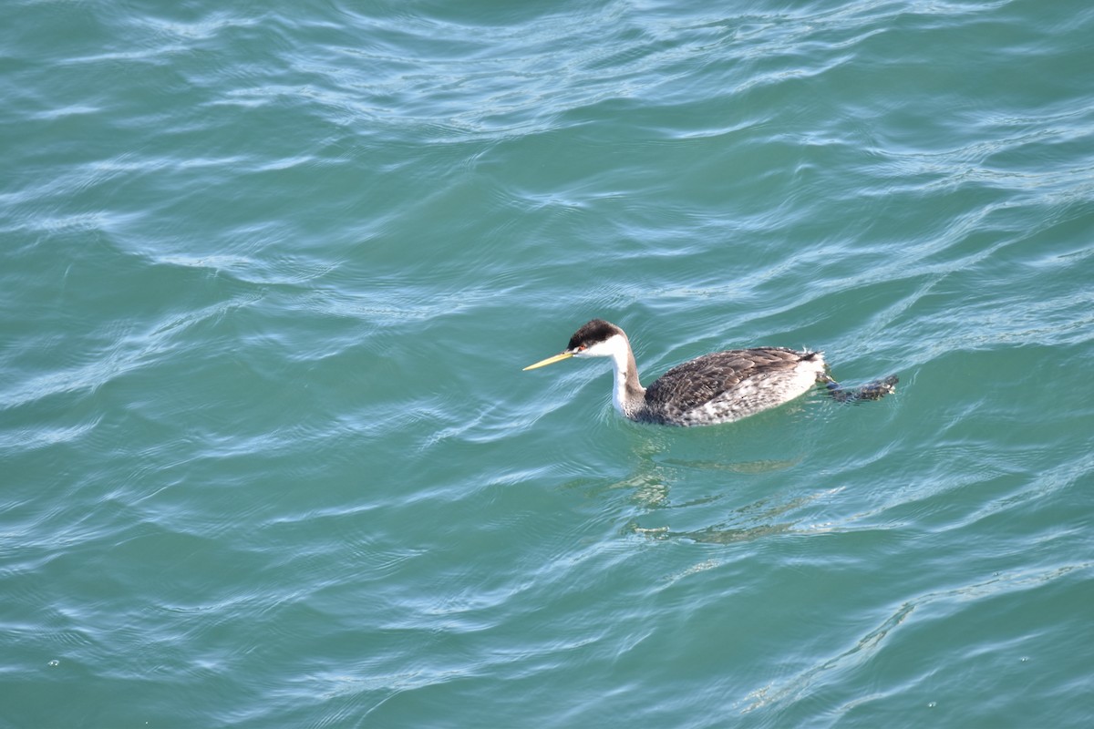 Grèbe élégant - ML645761449