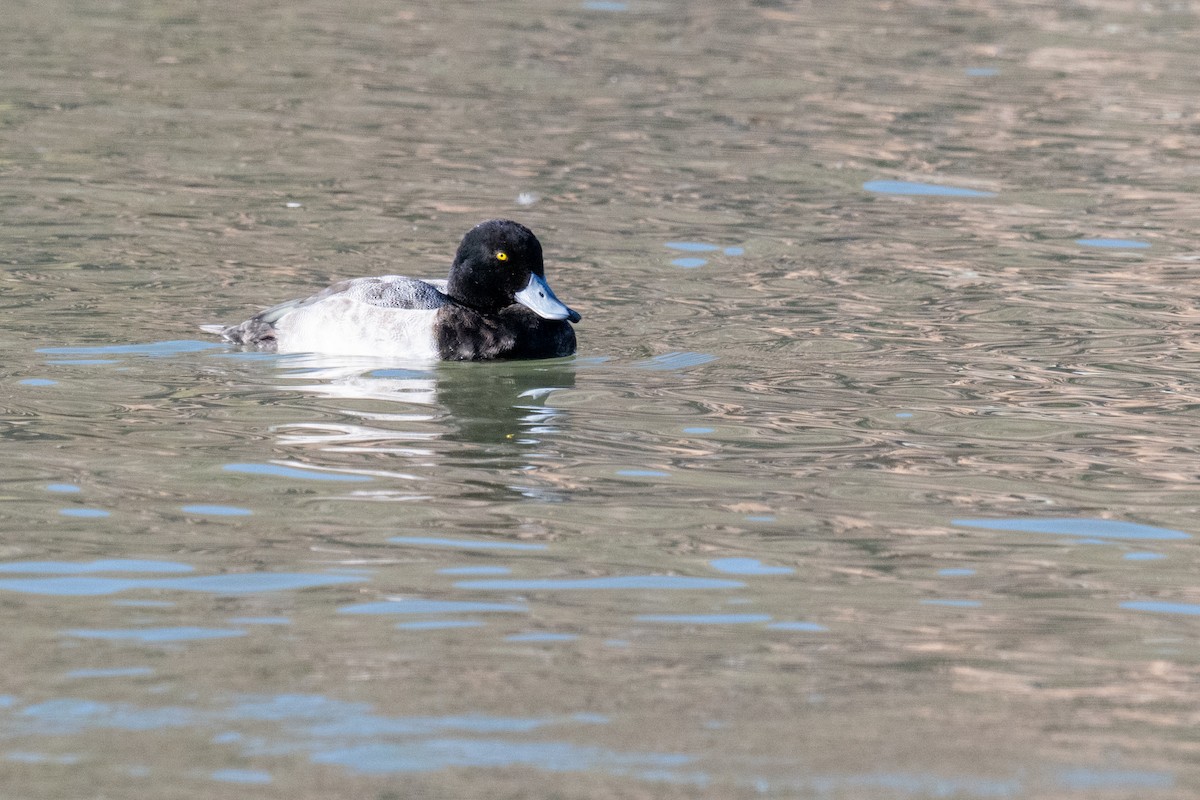 Fuligule milouinan - ML645761450